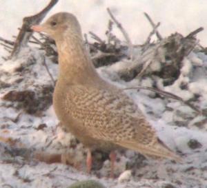 Isolokki Riukkajänkä 26.12.2018 Tuomo Miettunen